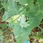 Atriplex sagittata Leaf