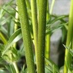 Lomelosia caucasica Φλοιός