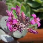 Kalanchoe pumila Flor