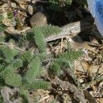 Achillea tomentosa पत्ता