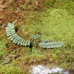 Asplenium resiliens Агульны выгляд