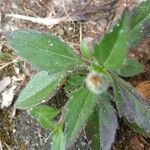 Tridax procumbens पत्ता