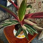 Stromanthe thalia Leaf
