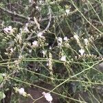 Limonium santapolense Flor