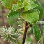 Salix hastata पत्ता