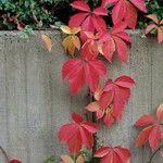 Parthenocissus quinquefolia Folla