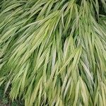 Hakonechloa macra Frunză