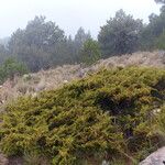 Juniperus monticola Hábitos