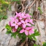 Daphne cneorumFlower