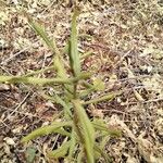 Kalanchoe lanceolata Blatt