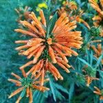 Leonotis leonurusCvet