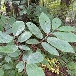 Castanea pumila Leaf