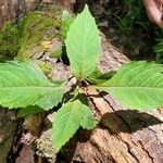 Lycopus virginicus Leaf