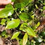 Lyonia lucida Leaf