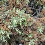 Juniperus turbinata 叶