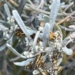 Cneorum pulverulentum Fruit