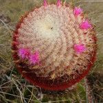 Melocactus intortus Fruit