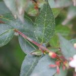 Abelia chinensis برگ