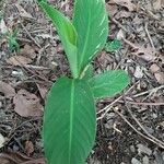 Canna glauca Folha