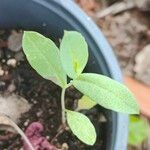 Baptisia australisHostoa