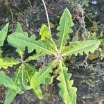 Sonchus congestus Blatt