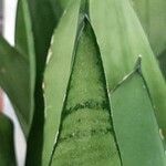 Sansevieria hyacinthoides Blad