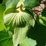 Gossypium herbaceum Flower