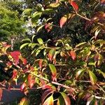 Cornus hongkongensis Blad