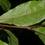 Petiveria alliacea Leaf