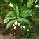 Cestrum nocturnum Фрукт