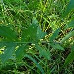 Erysimum virgatum Leaf