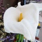 Zantedeschia aethiopica Fleur
