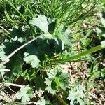 Ranunculus montanus Leaf