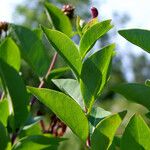 Lonicera periclymenum Blad