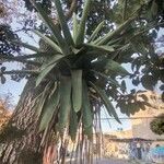 Aechmea distichantha Leaf