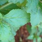 Stachytarpheta cayennensis Leaf