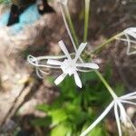 Hymenocallis caribaea Kukka