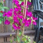 Bougainvillea glabraFlor