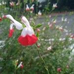 Salvia microphyllaFlower