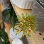 Aloe × delaetii ᱵᱟᱦᱟ