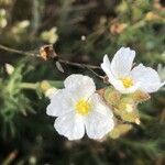 Cistus umbellatus Floare