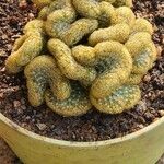 Mammillaria elongata Frunză