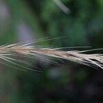 Festuca myuros Floare
