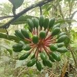 Guatteria australis Fruto