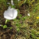 Malva hispanica Blomma