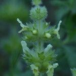 Sideritis endressii Цвят