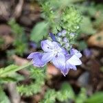 Veronica orsiniana Blüte