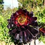 Aeonium arboreum Blatt