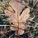 Quercus garryana Foglia