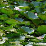 Nymphaea alba Blad